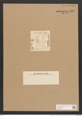 Nitzschia communis var. abbreviata (de-Toni-Nr.: Genus 47, Species 2131) Zeichnungen Sammlung Grunow Nr. 4537 (NHMW-BOT-W0372516)